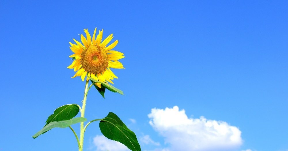 finger lakes weather forecast hot temperatures